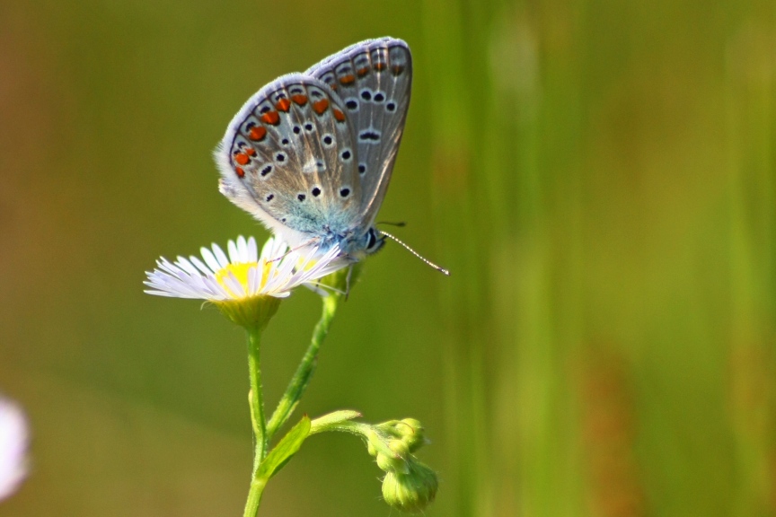 POLYOMMATUS ICARUS?